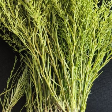 结节草，小米草