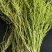 结节草，小米草