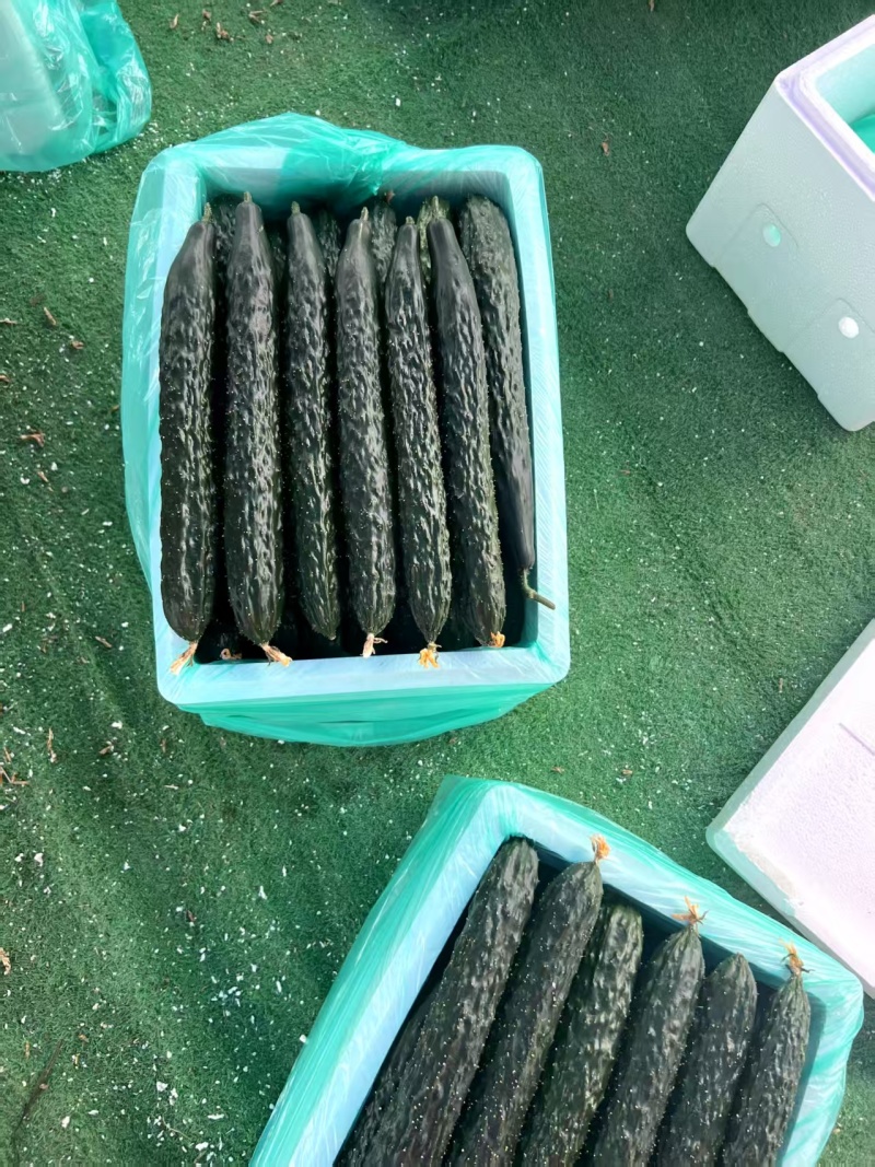 黄瓜