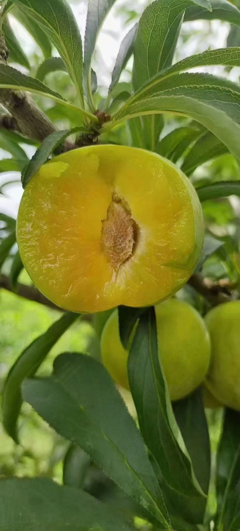 蜂糖李