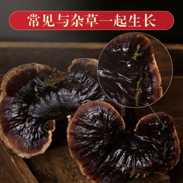 西藏野生紫灵芝泡酒纯野生整枝黑灵芝可切片打粉整朵整株