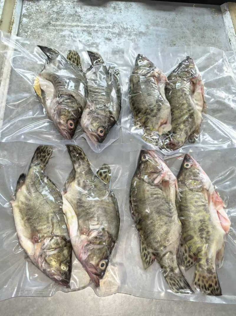 真空包装鳜鱼一包一斤一两左右货量较大欢迎咨询也有速冻的