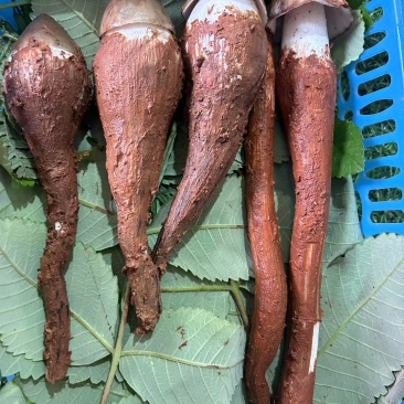 云南山区新鲜纯野生鸡枞菌，直采直发！欢迎来电咨询
