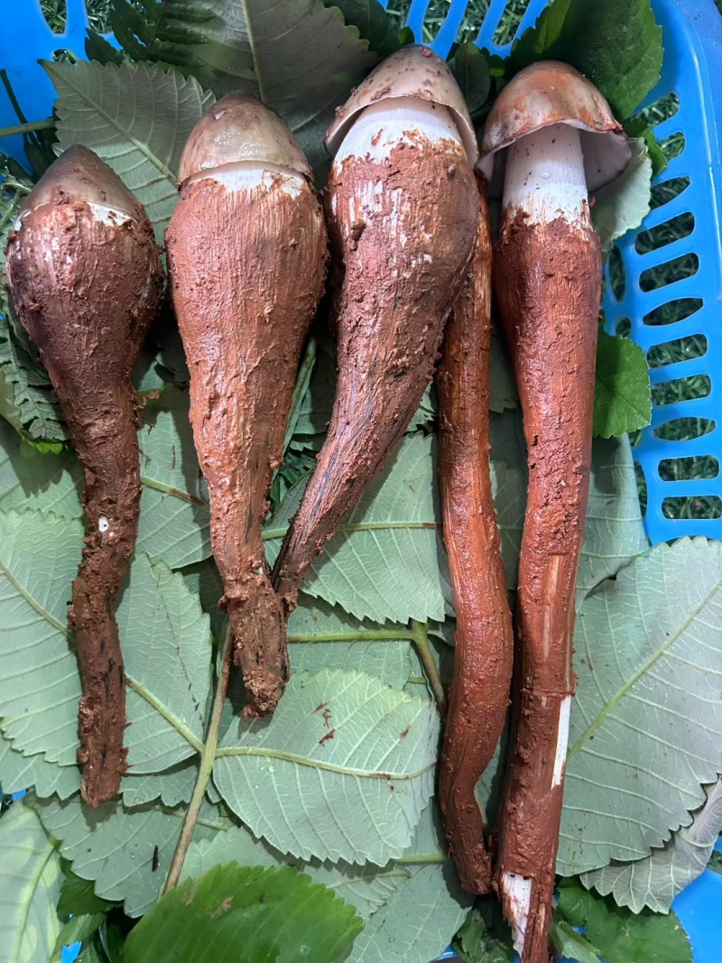 云南山区新鲜纯野生鸡枞菌，直采直发！欢迎来电咨询