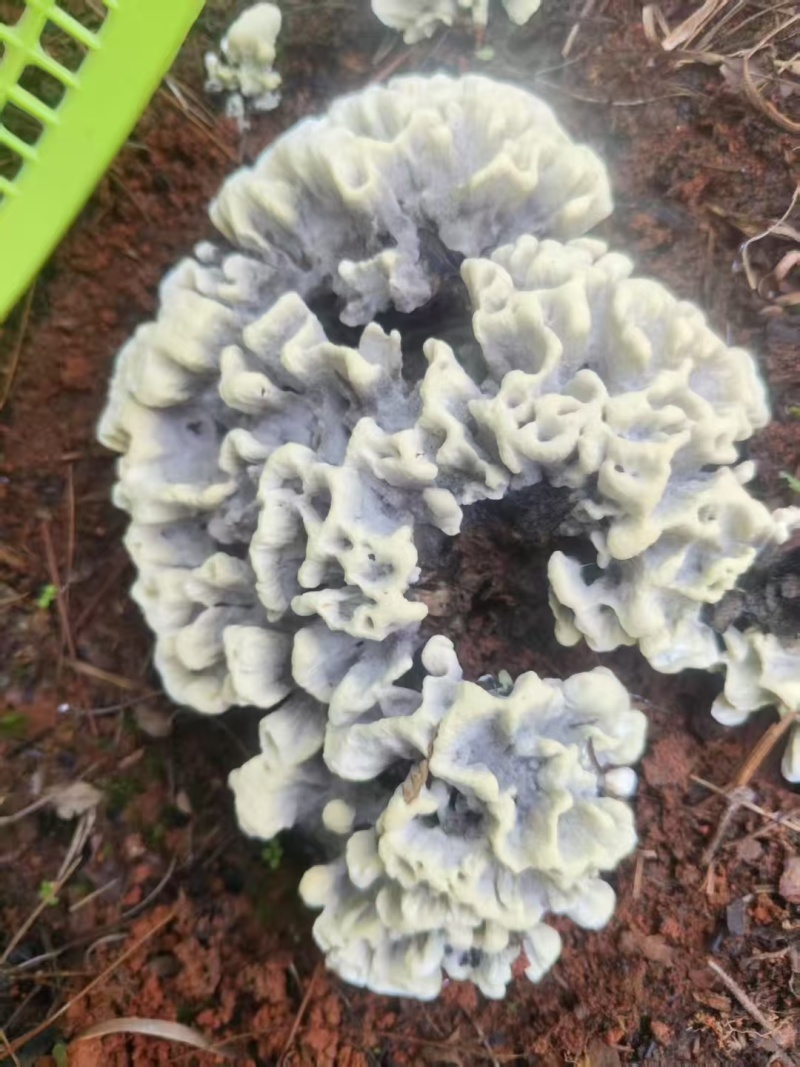 云南深山新鲜纯野生菌干巴菌欢迎来电欢迎咨询