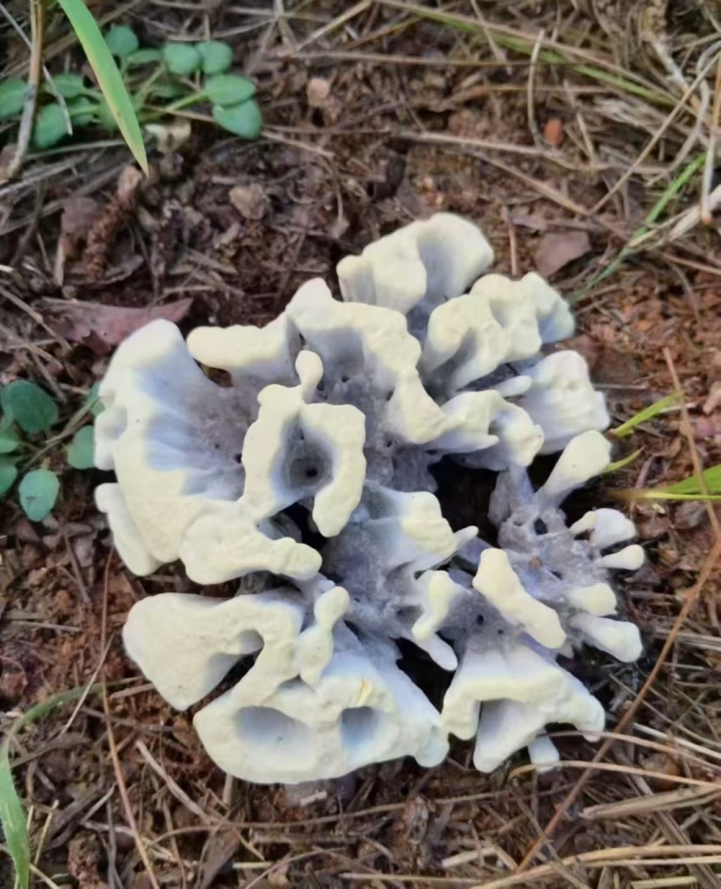 云南深山新鲜纯野生菌干巴菌欢迎来电欢迎咨询