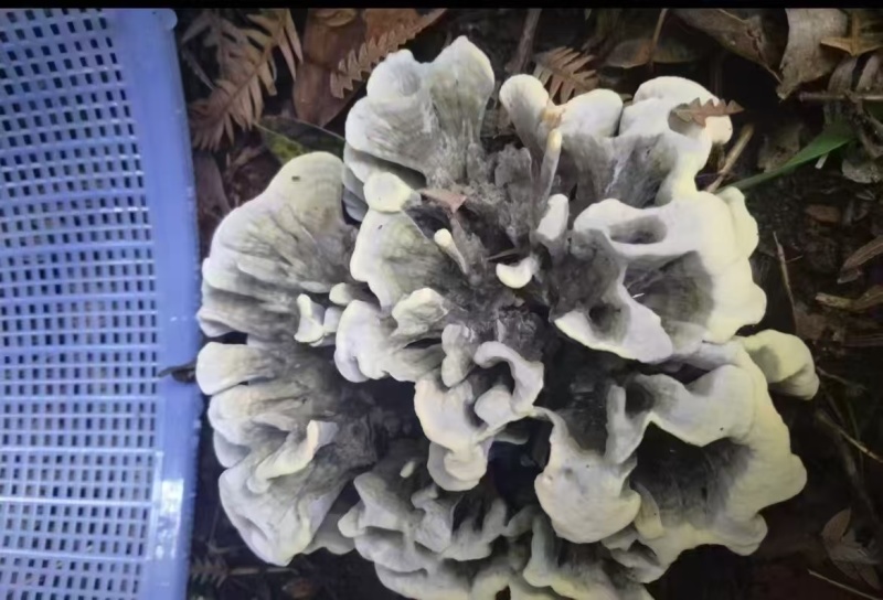 云南深山新鲜纯野生菌干巴菌欢迎来电欢迎咨询