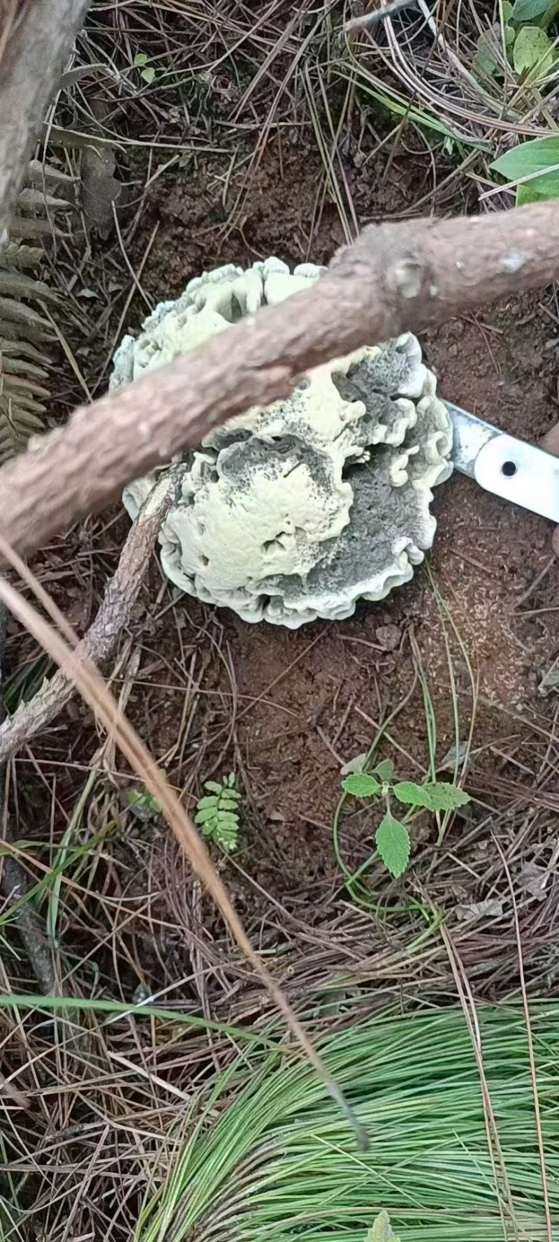 云南深山新鲜纯野生菌干巴菌欢迎来电欢迎咨询