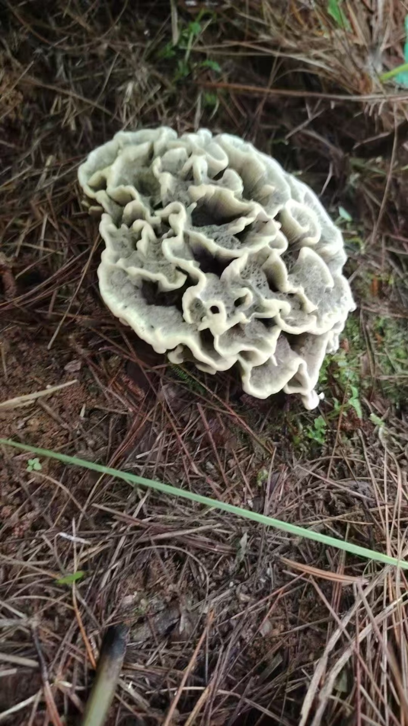 云南深山新鲜纯野生菌干巴菌欢迎来电欢迎咨询