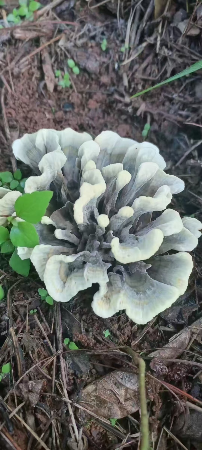 云南深山新鲜纯野生菌干巴菌欢迎来电欢迎咨询