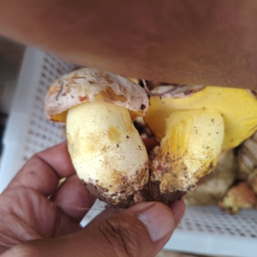 云南新鲜野生菌见手青纯野生采摘欢迎来电咨询