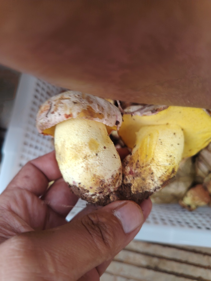 云南新鲜野生菌见手青纯野生采摘欢迎来电咨询
