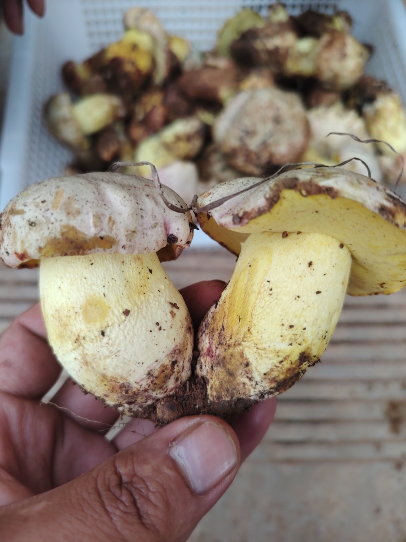 云南新鲜野生菌见手青纯野生采摘欢迎来电咨询