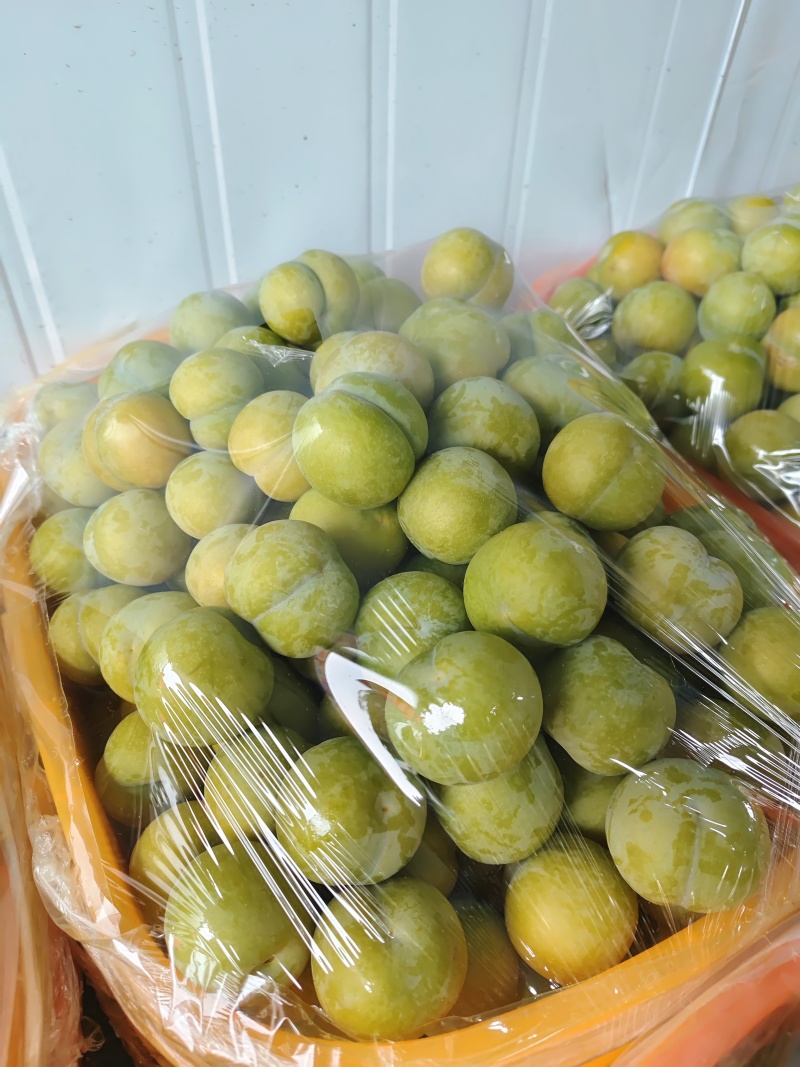 正宗六马蜂糖李40果