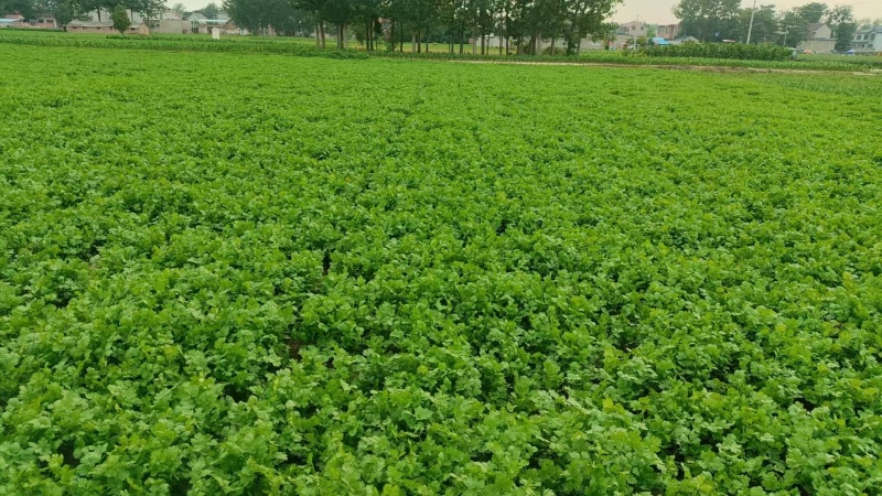 河南商丘睢县潮庄镇香菜