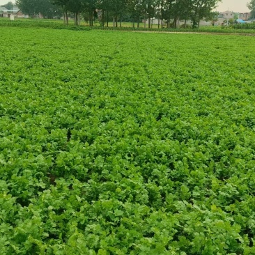 河南商丘睢县潮庄镇香菜