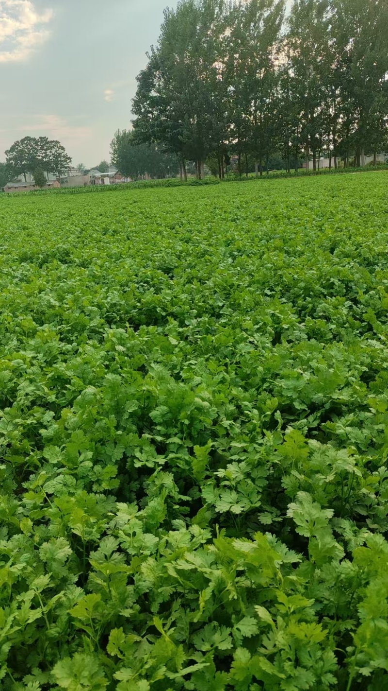 河南商丘睢县潮庄镇香菜