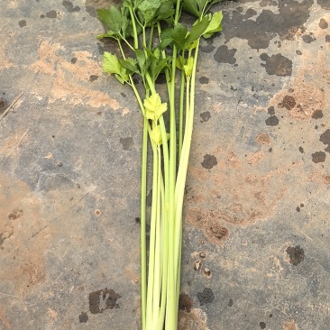云南通海空心芹菜