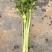 云南通海空心芹菜