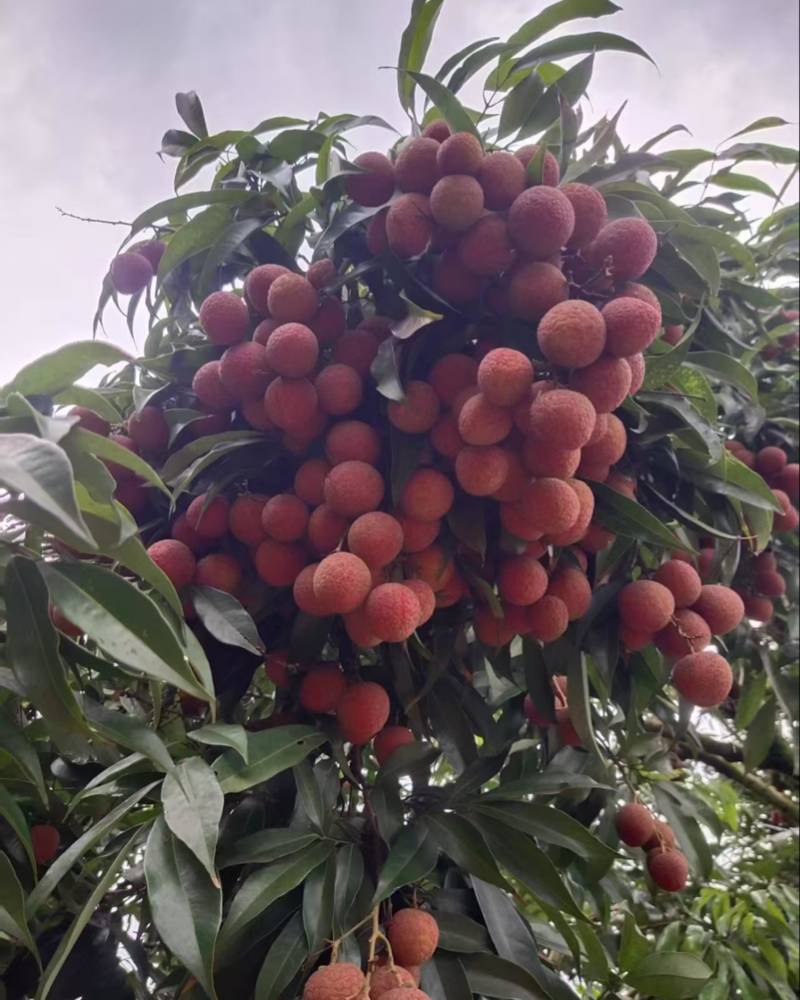 黑叶荔枝一天可以收5万斤