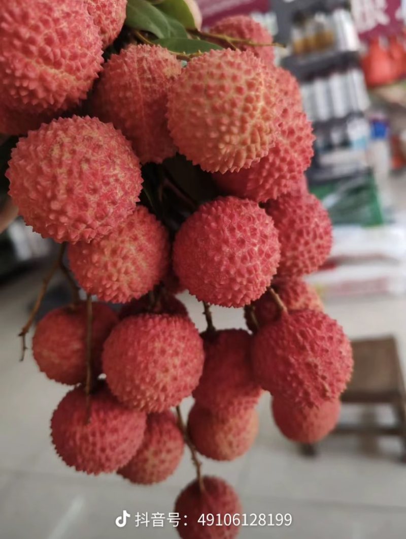 我在广西目前黑叶荔枝最多，也有贵妃红，桂味等