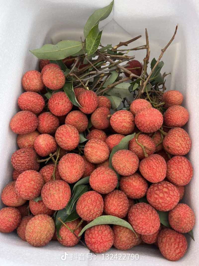 我在广西目前黑叶荔枝最多，也有贵妃红，桂味等
