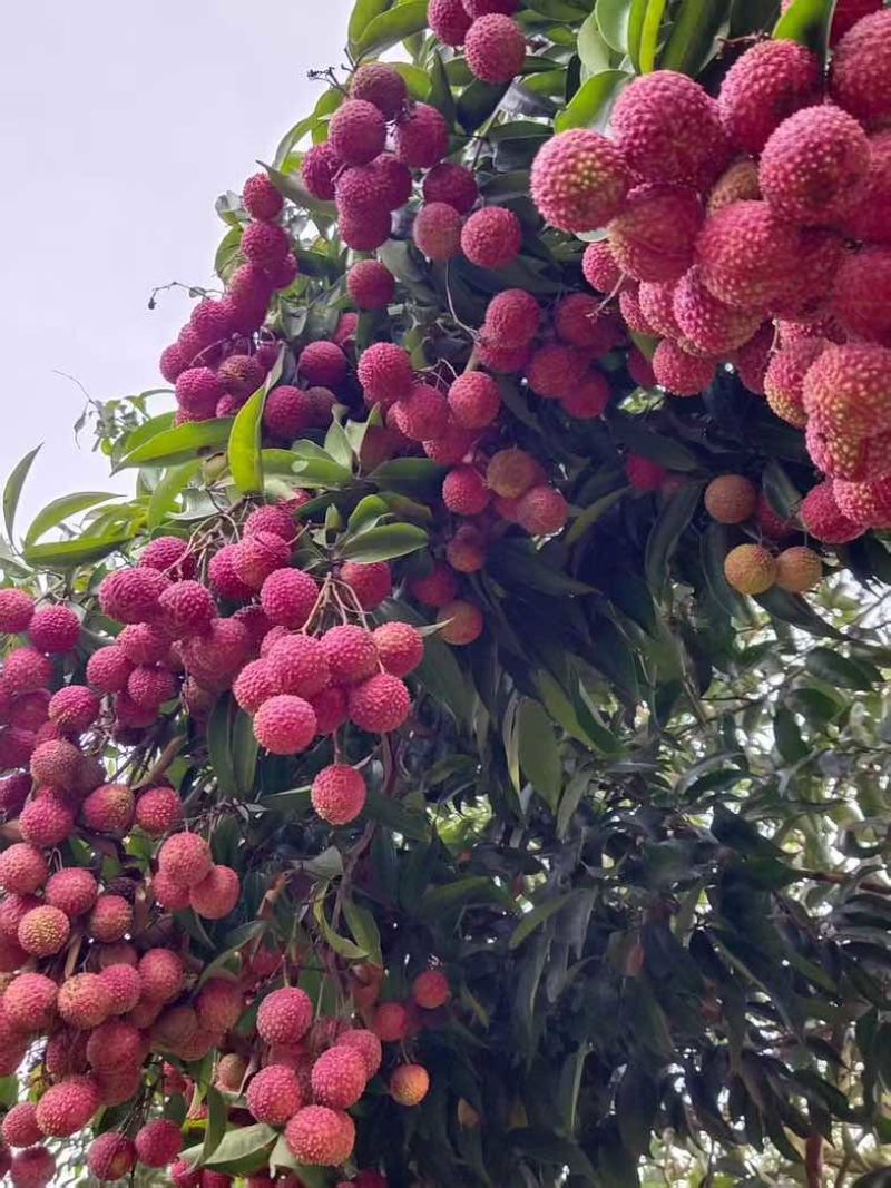 我在广西目前黑叶荔枝最多，也有贵妃红，桂味等