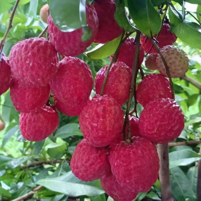 我在广西目前黑叶荔枝最多，也有贵妃红，桂味等