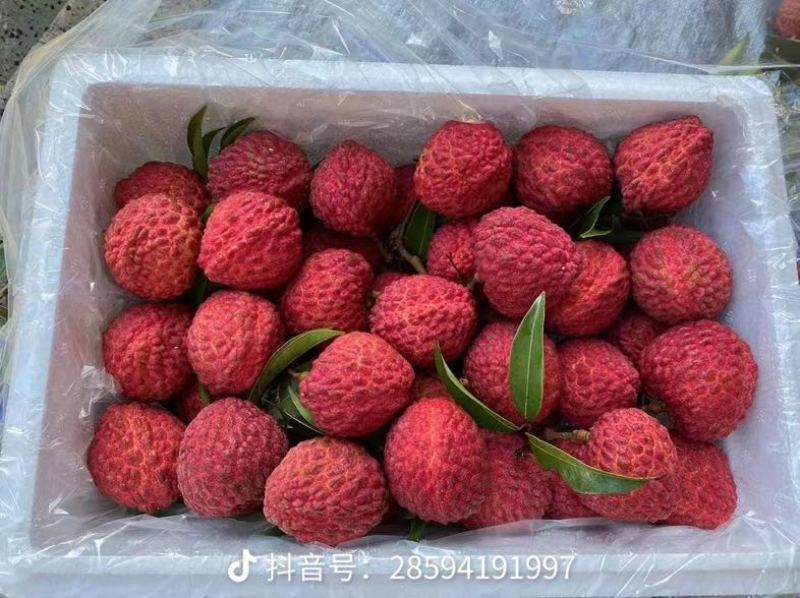 我在广西目前黑叶荔枝最多，也有贵妃红，桂味等