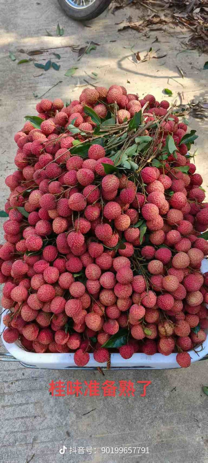 我在广西目前黑叶荔枝最多，也有贵妃红，桂味等