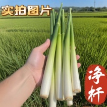 新鲜现割香茅通货香茅净杆香茅香茅苗