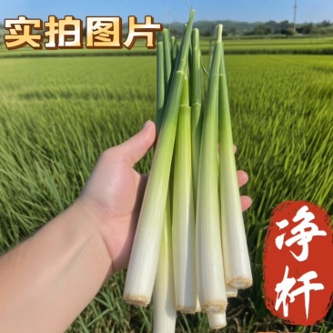 新鲜现割香茅通货香茅净杆香茅香茅苗