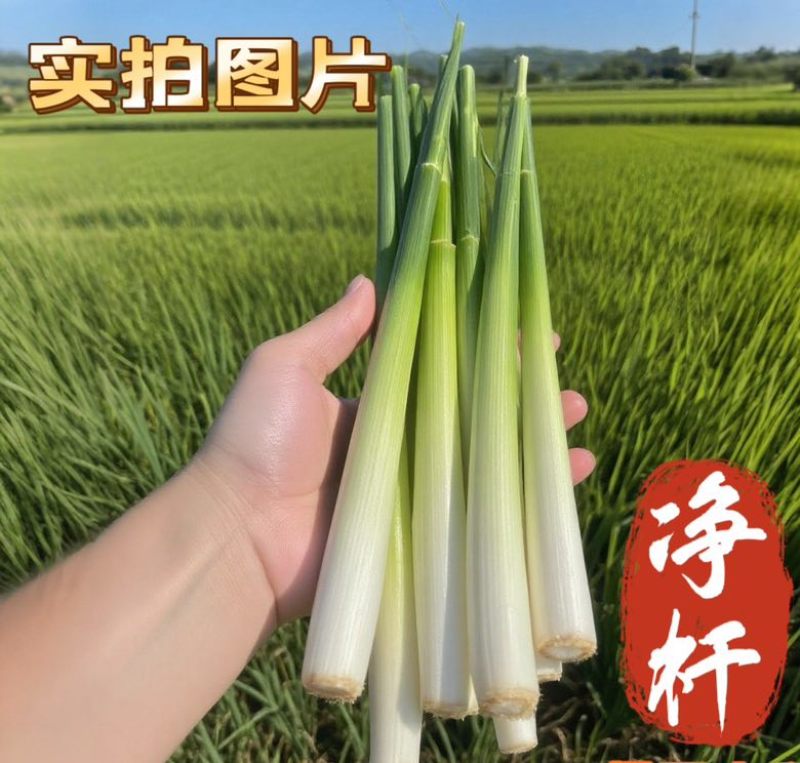 新鲜现割香茅通货香茅净杆香茅香茅苗