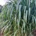 牧草类原料
