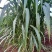 牧草类原料
