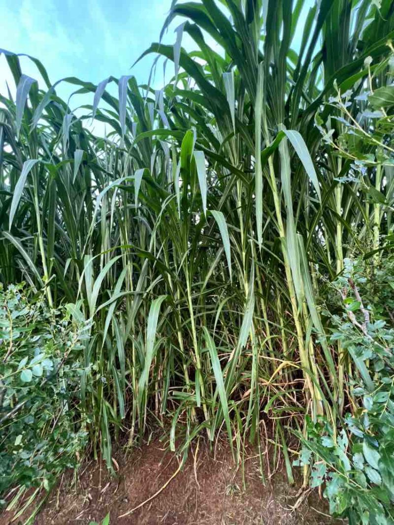 牧草类原料