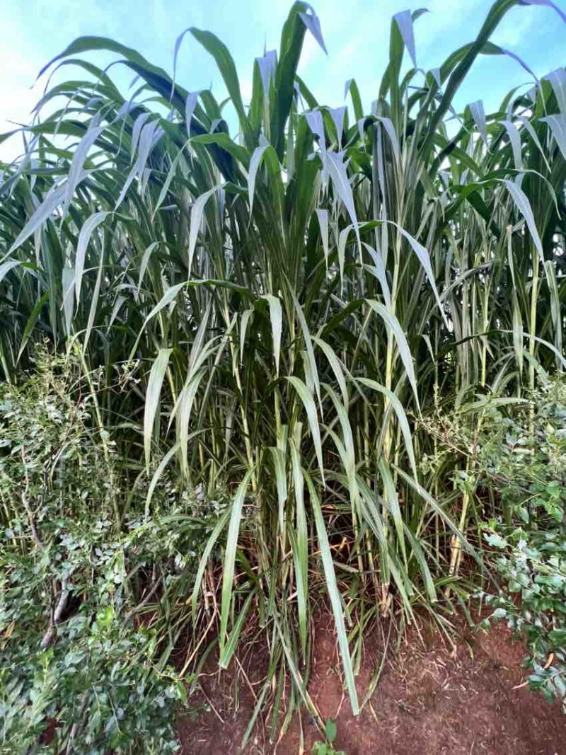 牧草类原料