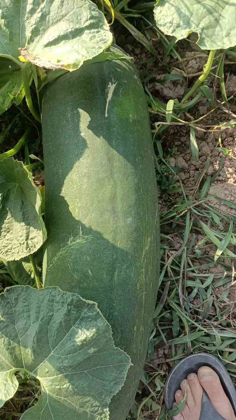 黑皮冬瓜个头15-30开始上市
