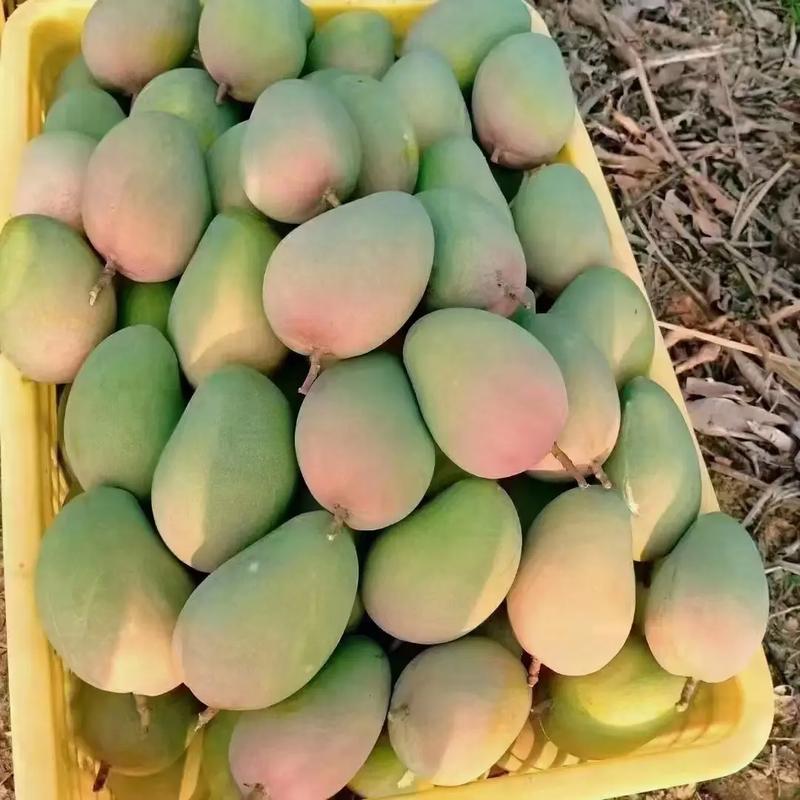 云南保山潞江坝-小青芒、鹰嘴芒、圣德龙、大奥、小奥、凯特