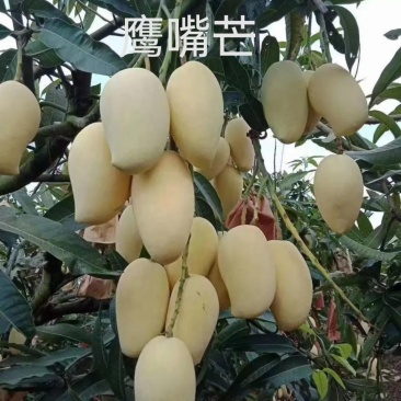 云南保山潞江坝-小青芒、鹰嘴芒、圣德龙、大奥、小奥、凯特