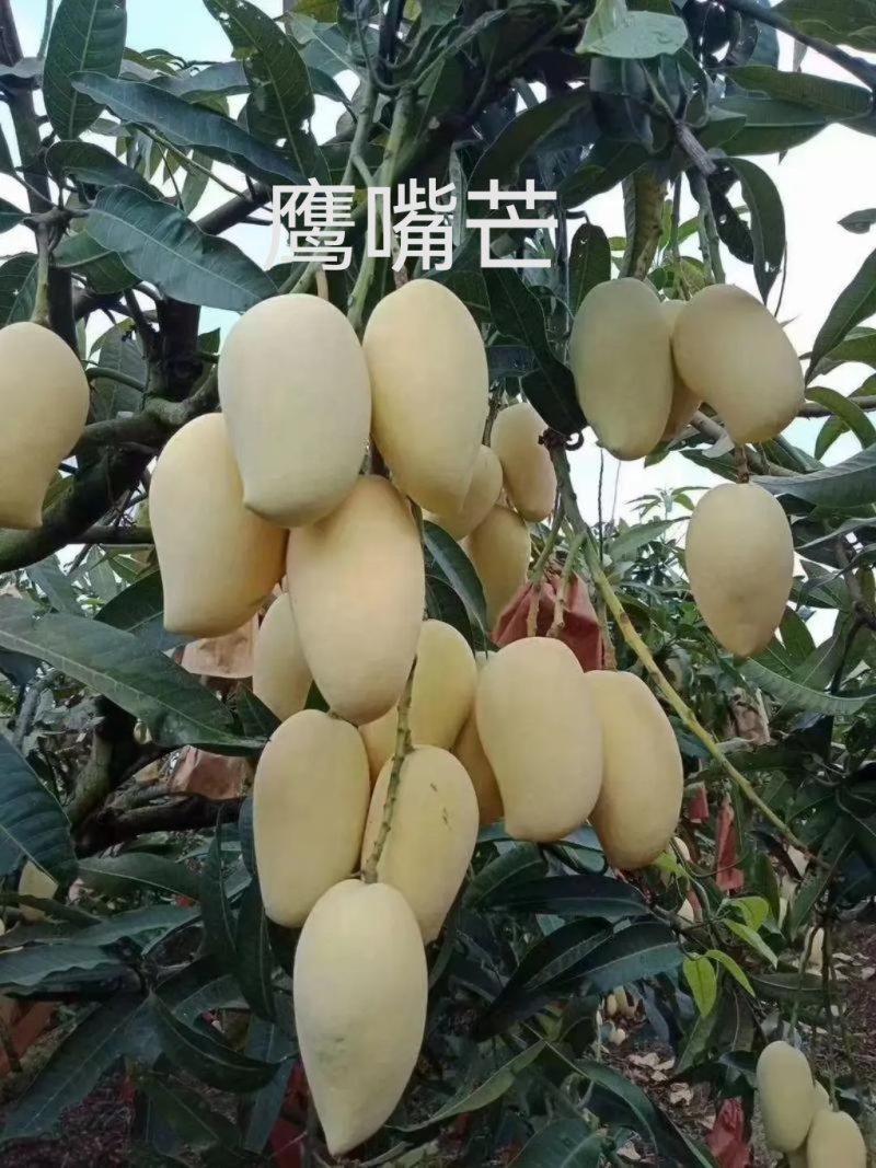 云南保山潞江坝-小青芒、鹰嘴芒、圣德龙、大奥、小奥、凯特