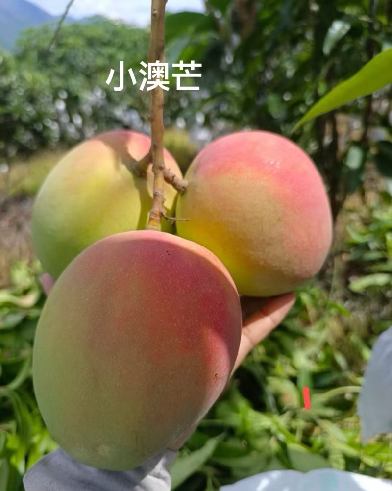 云南保山潞江坝-小青芒、鹰嘴芒、圣德龙、大奥、小奥、凯特