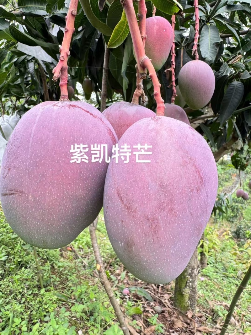 云南保山潞江坝-小青芒、鹰嘴芒、圣德龙、大奥、小奥、凯特