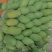攀枝花芒果