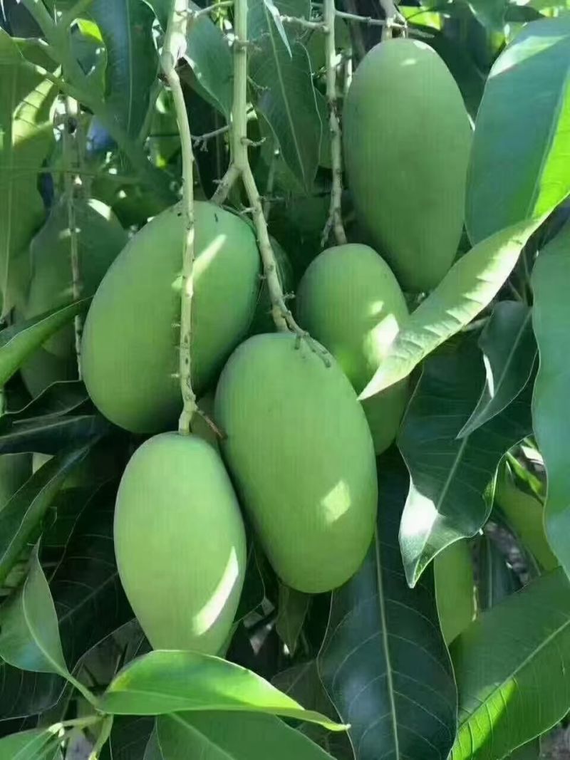 攀枝花芒果