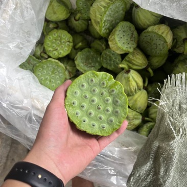 水果莲蓬4/7成熟，可批发可代发