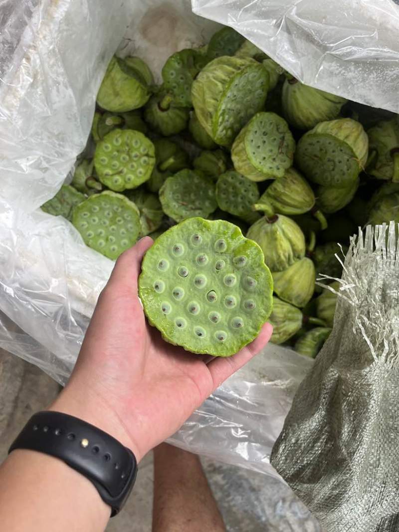 水果莲蓬4/7成熟，可批发可代发
