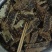 中蜂百花蜜