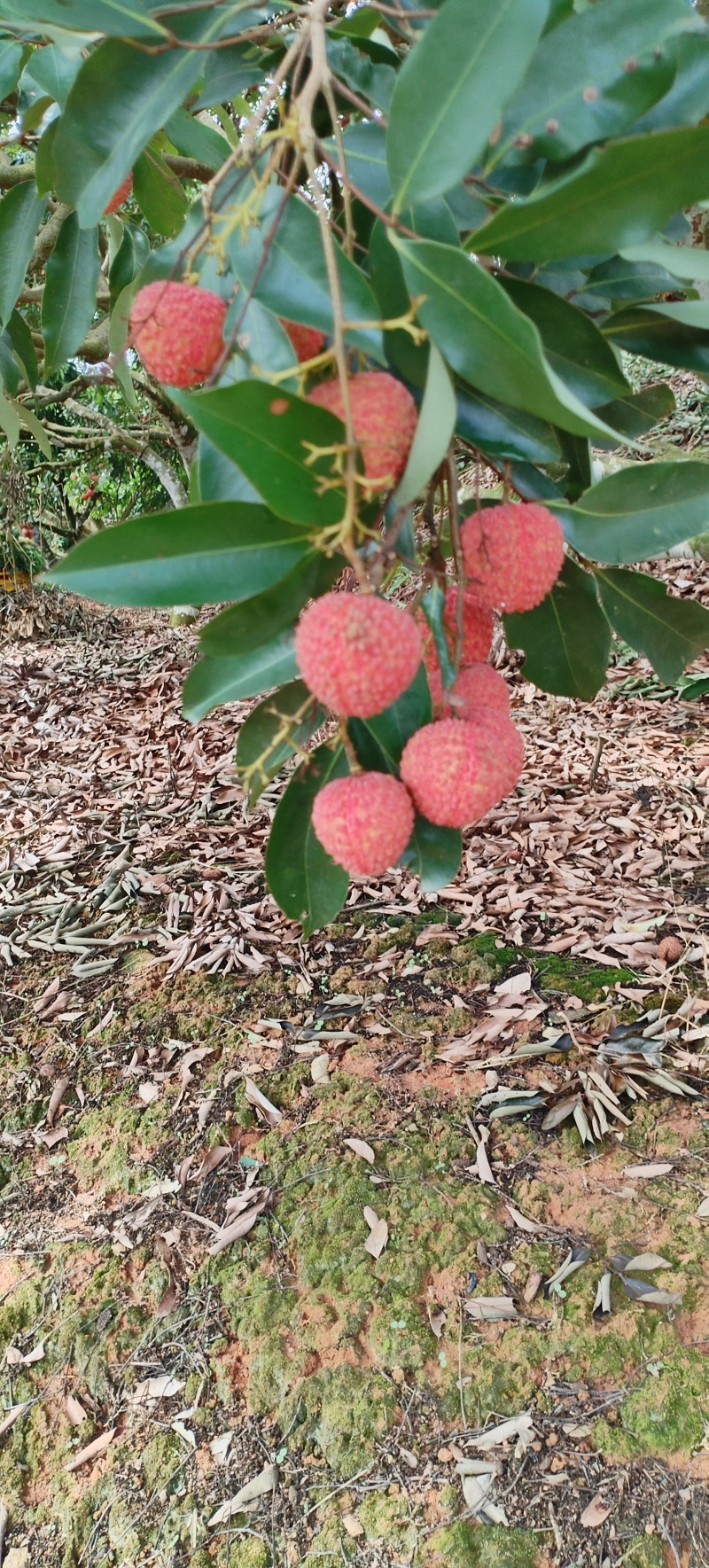 广东省高州市大井桂味荔枝