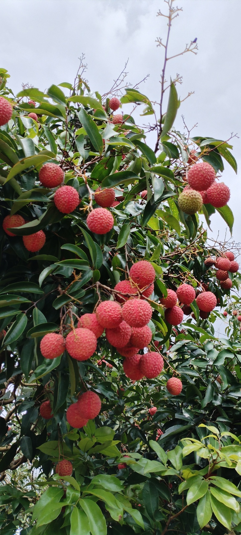 广东省高州市大井桂味荔枝